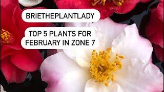 Top 5 plants for February in zone 7