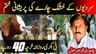 Low coast goat feed ||Dry fodder||Bakrion ki sasti khurak|| khushak chara || Goat farming