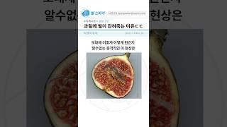 무화과의 충격적인 현상 ..