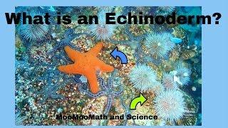 Echinoderm Facts