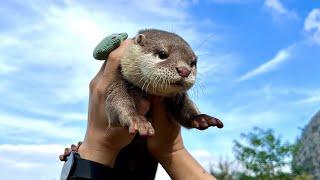 Baby otter is taking on him first walk in him life!