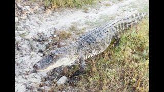 Florida Gator!