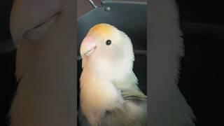 Sasha just texted me this  #birds #lovebird #tiktokers #tiktok #funnypets #funnyanimals #birds