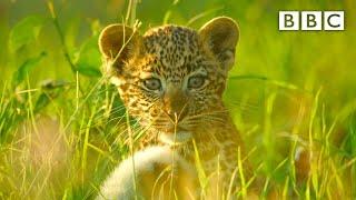 Leopard cubs learn how to escape a hyena!  Serengeti II - BBC