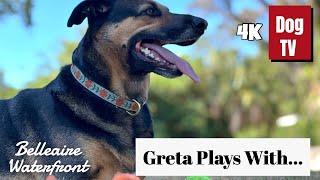 Best Friends Playtime at Secluded Waterfront Property | 4K Dog Video