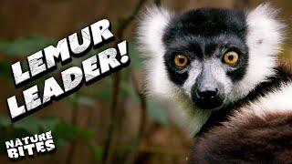 New Female Lemur, Loky, Becomes the Leader! | The Secret Life of the Zoo | Nature Bites