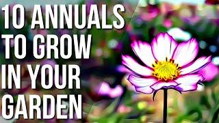 10 Must Have Annuals For Your Garden! | Best Annual Flowers For Your Garden