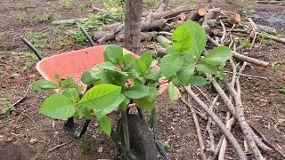 Teak farming planting 230 seedlings #teakfarming #teak #farming