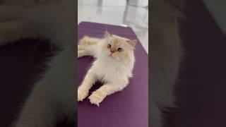 Mr Pasha #cat