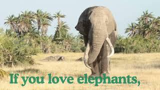 If You Love Elephants