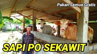 BREEDING SAPI PO SEKAWIT