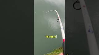 BEST Catfish Rig For POND Fishing!  #shorts #fishing #shortsvideo