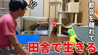 初めてのキャットタワー！保護した猫親子と僕の新・移住生活【#79】