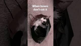 Cat in a bag #shorts #cats #catvideos