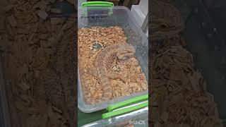 Рептилиум Москва 14.06.2025 #рептилиум #reptilia #agama #snake #reptiles #spider #REPTILIUM
