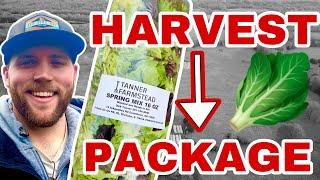  How to Harvest, Wash, Dry, & Package Lettuce Full Walk Through