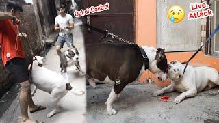 White Pitbull Ne Mafia Ke Sar per Kat liya  | Pitbull attack | Mafia The Pitbull