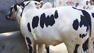 Punjab's No.1 Breed | Dhani Cattle | Complete Documentary By AJ Cattle info