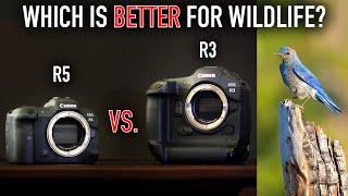 Canon R3 vs. Canon R5 for Wildlife Photography - COMPARISON