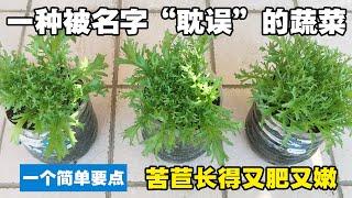 懒人种菜必种的一种蔬菜——好吃、好种、好管理，种一次采收多次|How to grow Chicory at home|苦苣菜