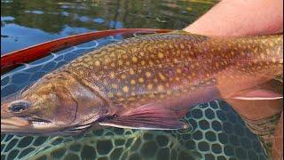 BCFlyguys Quick Tips E04 -  Fly Fishing for Fall Brookies