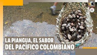 ¿Por qué la piangua es considerada "el oro negro enterrado” de Colombia? | El Espectador