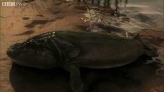 Tiktaalik's First Steps - David Attenborough's Rise of the Animals: Triumph of the Vertebrates - BBC