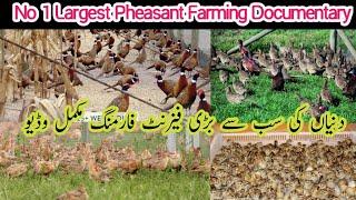 World's No 1 Video | Pheasant Farming Thousands Plus Chick's Hatach | Natural Environment