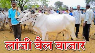 लांजी बैल एवं बकरा बाजार बालाघाट 2024 ।Lanji Bail Bazaar Balaghat Madhyapradesh 2024