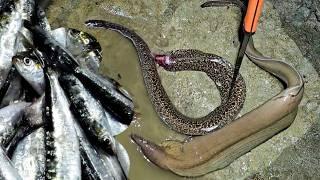 Fishing With Sprats At Night, The Eels Loved It