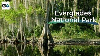 Everglades National Park - What do Alligators Contribute to the Ecosystem?