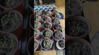 Planting life May 2 with an appearance by Dixie #waittillthe end