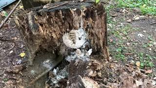 Stung In Face During Wasp Nest Removal