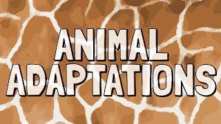 What Are Animal Adaptations?