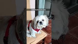 Hazel Diaries/ Cute Dogs