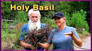 HOLY BASIL (TULSI) - Harvesting the MIRACLE HERB