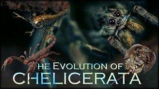 Evolution of Spiders 