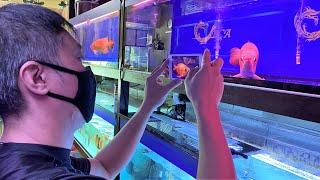 LIOW VIDEO: Visit Nanyang Aquarium+ BCA Arowana shop 南洋鱼场与龙鱼店之游