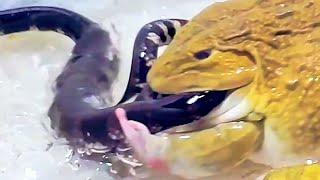 Amazing!! Asian Bullfrog Eats Big Water Snake