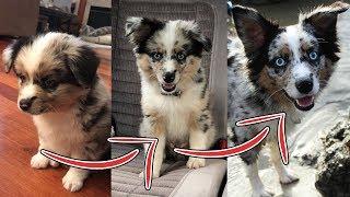 Sammy's First Year - Mini Aussie Puppy Adventures