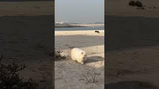 Kitties out cruising. ️ #adventurecats #cutecats #beachcat