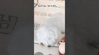 돼지귀뜯는 강아지