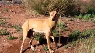 My Aussie Travel Guide 2015 Trip to WA's Gibson Desert & Rudall River National Park