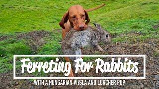 Ferreting For Rabbits - With A Vizsla And Lurcher Pup