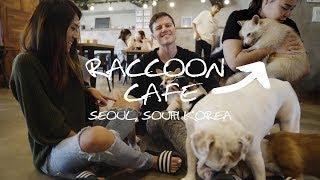 Raccoon Cafe vs Cat Cafe (Seoul, South Korea)