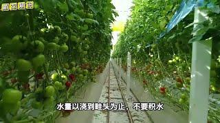 夏季蔬菜浇水、打药讲究多，您能做对几条？