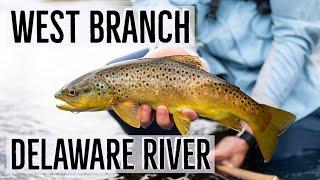 Dry Fly Fishing For Brown Trout | West Branch Delaware River