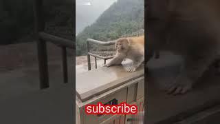 Monkey  funny animal video #monkey #animals #youtubeshorts #viralshorts / St animals