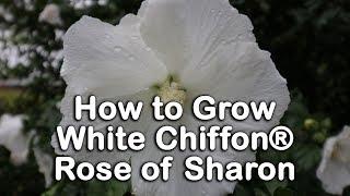 How to grow White Chiffon® Rose of Sharon (Hibiscus syriacus)