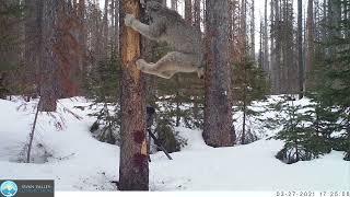 2012-2022 Rare Carnivore Monitoring Highlights